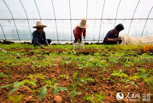 江西新余 清明時節(jié)移栽忙 圖