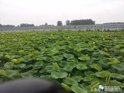 南陽農業局,旅游局傾心推薦&ldquo;萬畝生態園&rdquo;旅游線路震撼出爐!